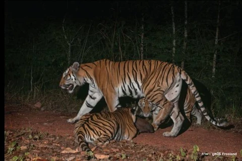 Tigers found in Thai World Natural Heritage Site