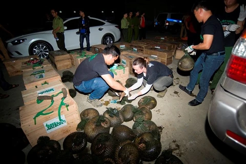 Largest-ever number of pangolins rescued in Hoa Binh province