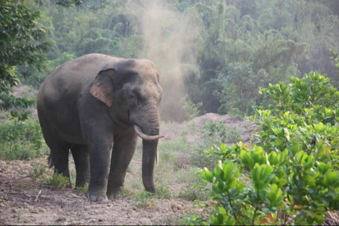 Measures proposed to conserve wild elephants in Dong Nai