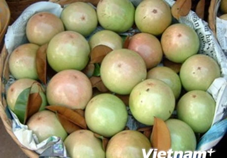 US authorizes import of fresh star apple fruit from Vietnam