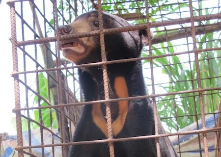 Bile farming decimates wild bears