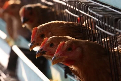 Saudi Arabia suspends live poultry import from Vietnam over bird flu