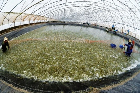Plan to develop shrimp industry submitted