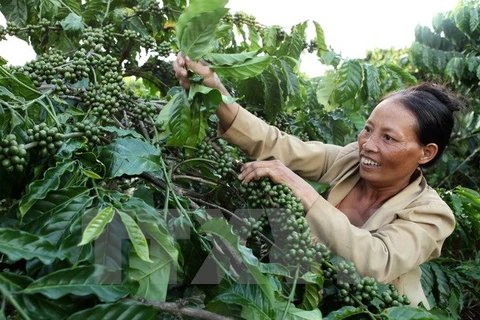Central Highlands establishes itself as agricultural hub of Vietnam