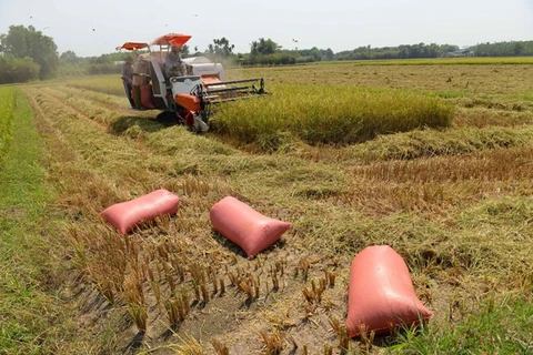 New technology ups rice value in Can Tho