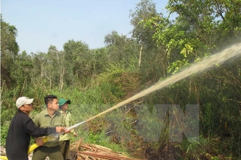 Ca Mau: over 11,000 hectares of forest on red fire alert 