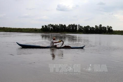 Mekong Delta farmers begin shrimp harvest