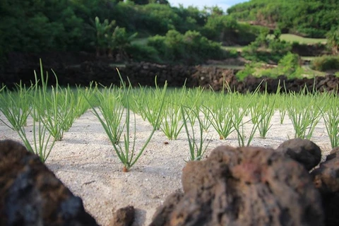 Ly Son to develop organic garlic farm