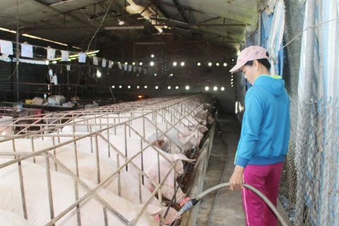 State Bank moves to aid pig farmers
