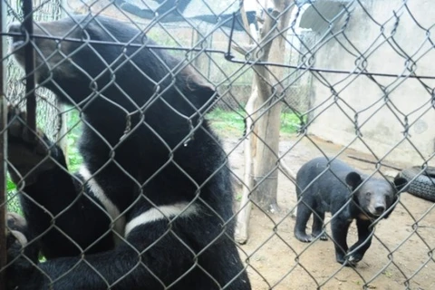Vietnam works to end bear bile farming 
