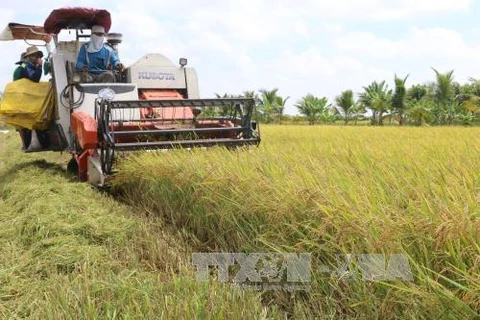 Mekong Delta rice productivity falls slightly