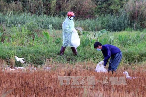 New avian flu outbreaks in Dak Lak, Dak Nong