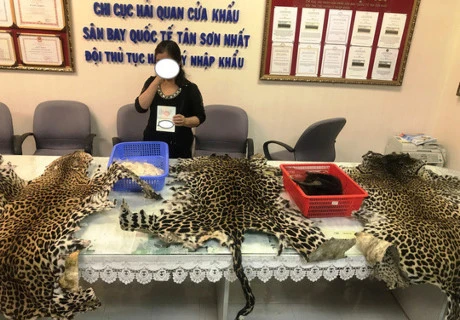 Wildlife products seized at Tan Son Nhat Airport