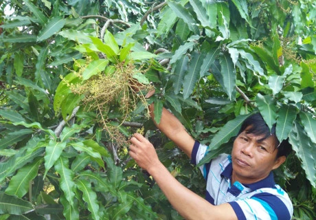 Dong Nai suffers from fruit losses
