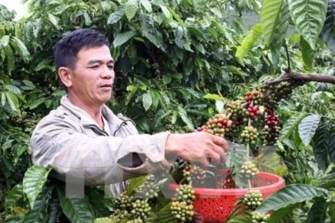 Central Highlands to cut coffee cultivation area