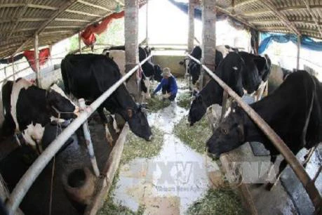 Vinamilk to invest in milch cow farm in Ha Nam 