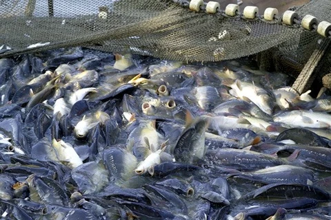 Government issues tra fish regulations 