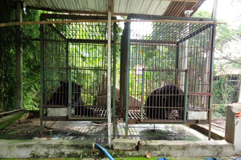 Two more Tibetan bears sent to rescue centre