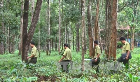 Central Highlands to plant 12,500 hectares of forest