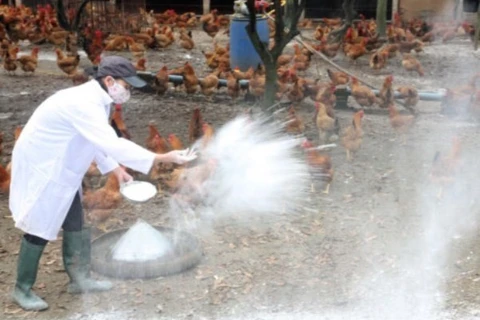 Ministry announces Vietnam free of bird flu