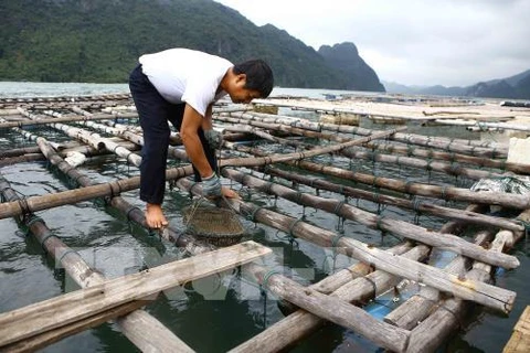 Aquaculture production picks up in May