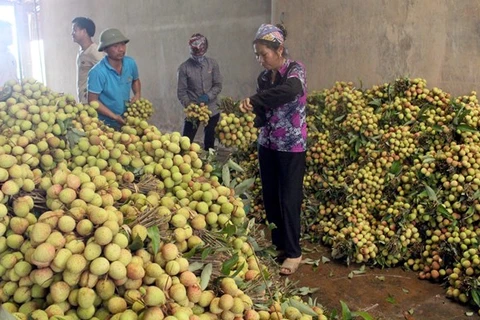 Bac Giang exports lychees to China