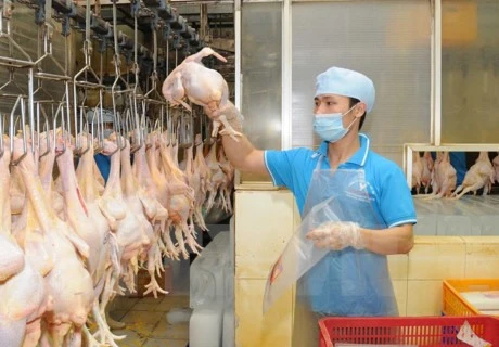 VN seeks to boost livestock product exports