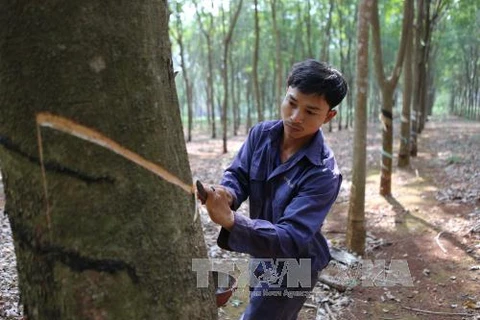 Central Highlands not to expand rubber area 