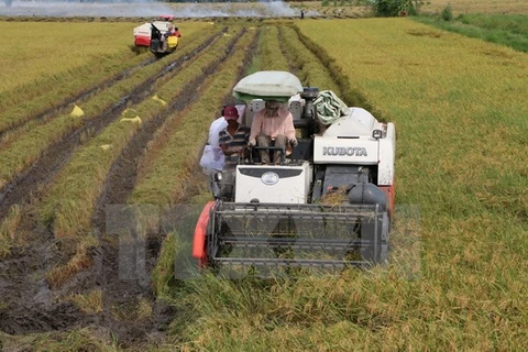 Thua Thien-Hue focuses on agricultural restructuring 
