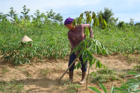Poverty reduction project improves livelihoods in Kon Tum 
