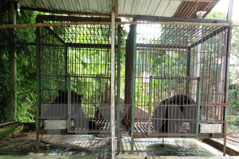 Three captive Tibetan bears transferred to care unit