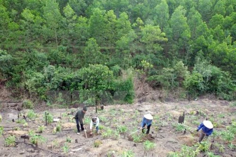 Lang Son records breakthrough in forest development