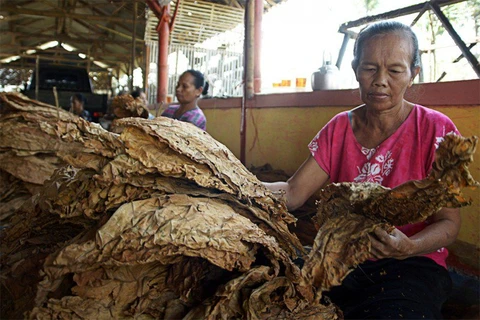 Tobacco threatens sustainable development goals of Indonesia