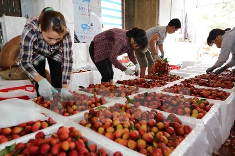 Lychees in Bac Giang sold well 