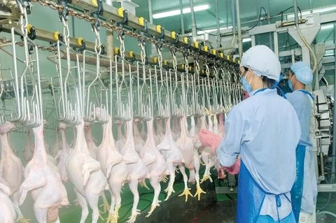 Vietnam gets nod to export poultry to Japan