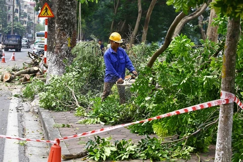 Hanoi to inform residents of tree-cutting plans