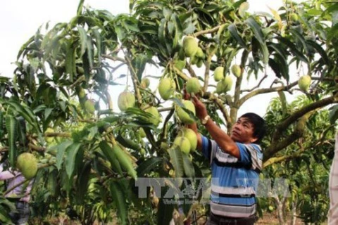Son La mangoes irradiated for export to Australia