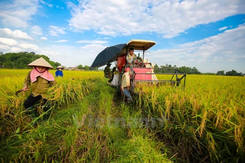 Winter-spring crop yields over 19 million tonnes of rice