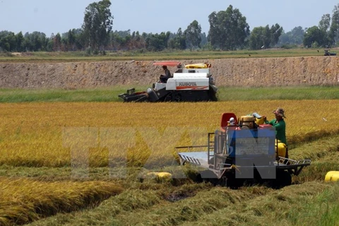 Vietnam targets exporting 4 million tonnes of rice by 2030 