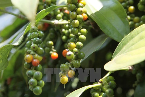 Pepper sector advised to boost clean production