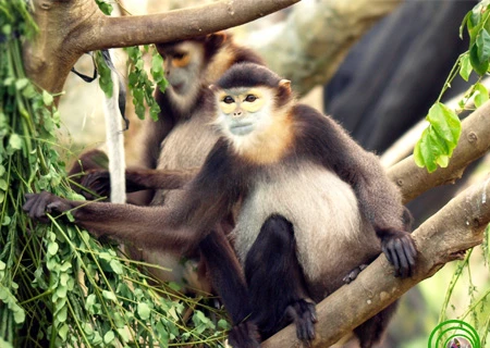 Threatened langur species found in Dong Nai province