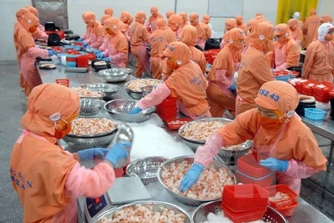Work starts on high-quality breeding shrimp farm in Soc Trang 