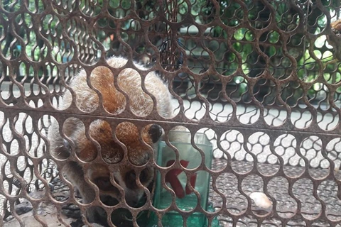 Conservation centre receives pygmy loris