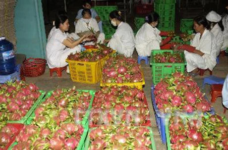 Binh Thuan looks to expand VietGap dragon fruit area 