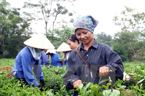 Vietnam strives to earn 250 million USD from tea exports in 2017