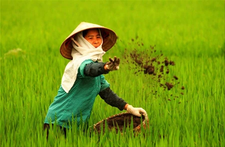 Vietnam wastes at least 1 billion USD yearly on over fertilisation