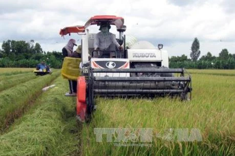 Dong Nai builds over 30 large-scale fields