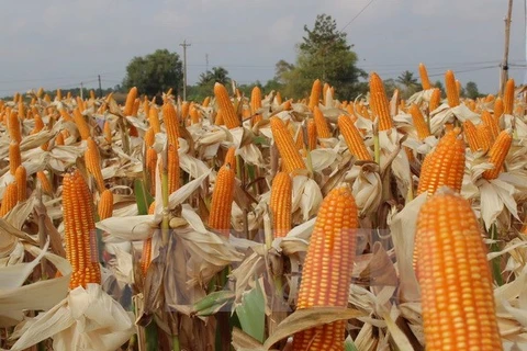 Hybrid corn seeds dominate fields in Vietnam