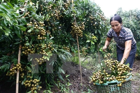 Hung Yen province's longan production down, price up
