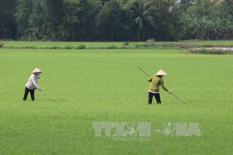 Mekong Delta sees drop in Fall-Winter rice areas